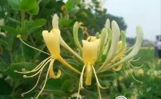 平邑金銀花最新價格,一場自然美景與金銀花的旅行探索