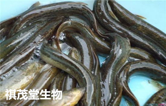 泥鰍最新行情,市場動(dòng)態(tài)與友情交織的小漣漪