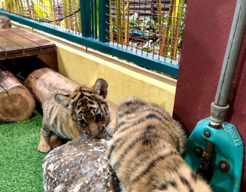 四虎最新網(wǎng)站全面指南及步驟解析