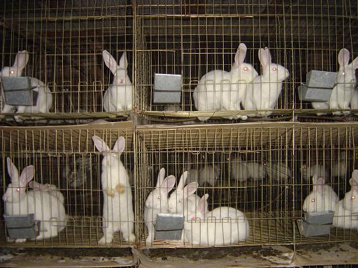 兔子行情市場最新價格深度論述與解析