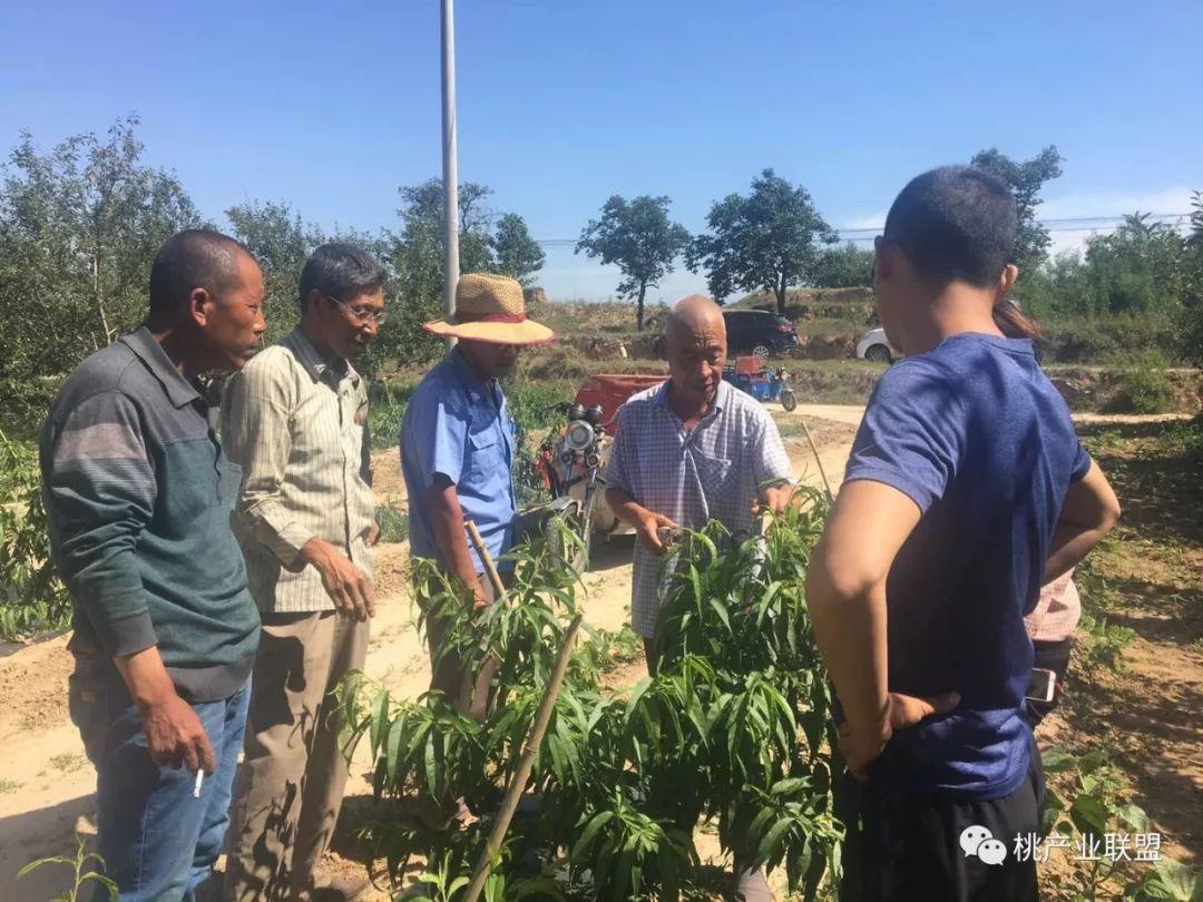 樂桃最新版揭秘，小巷中的美食天堂探索