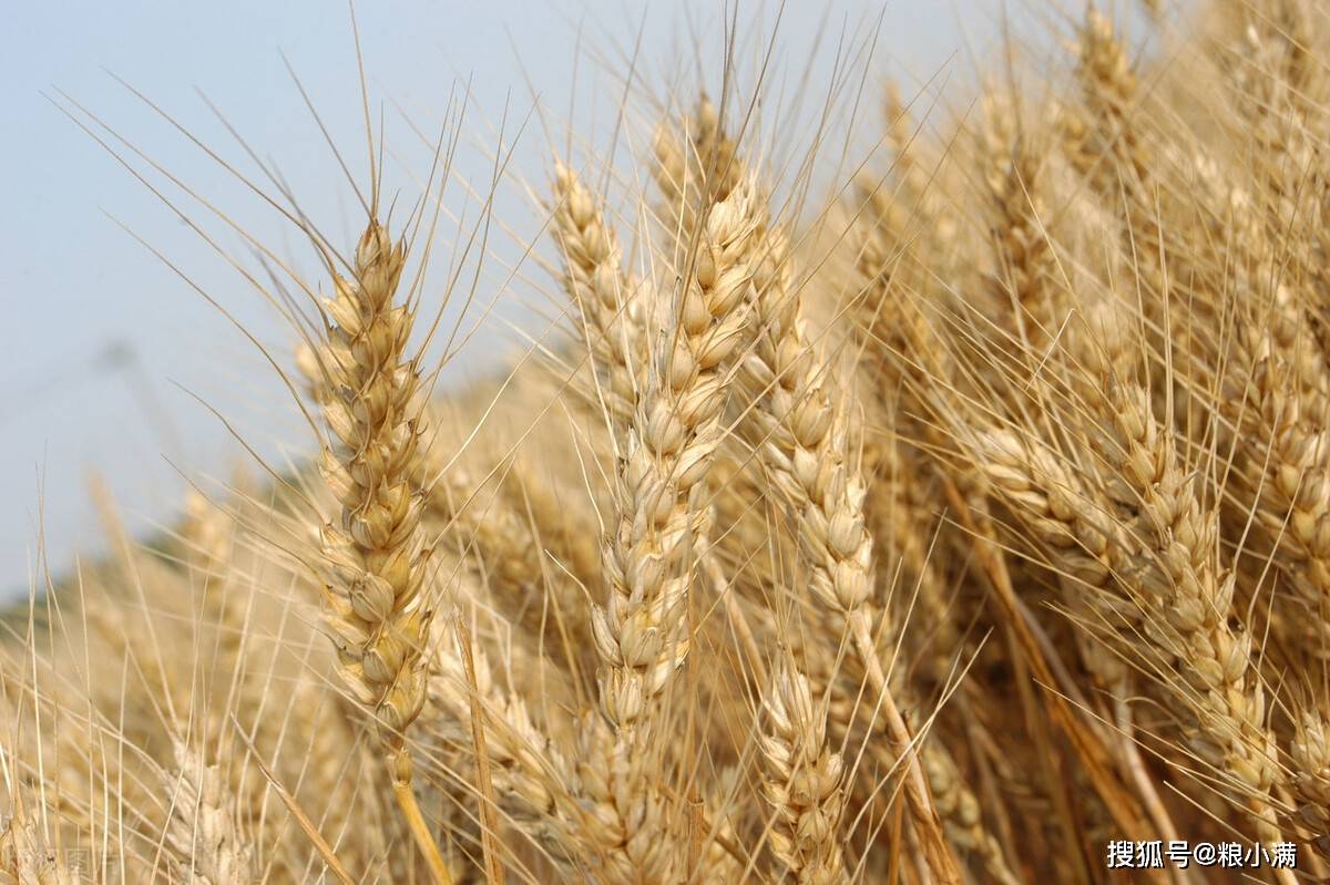 河南小麥最新價格，市場分析、趨勢預(yù)測與今日行情概述