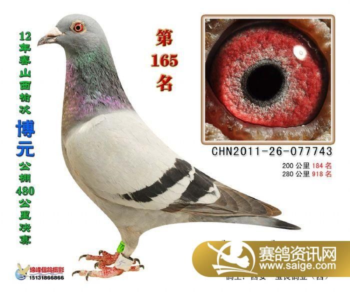 山西賽鴿公棚最新公告重磅更新，最新資訊不容錯(cuò)過(guò)！