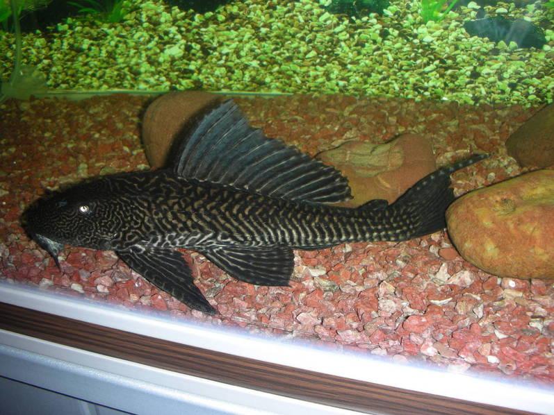 ??其他最新用法大揭秘,全面探索,一覽無遺??