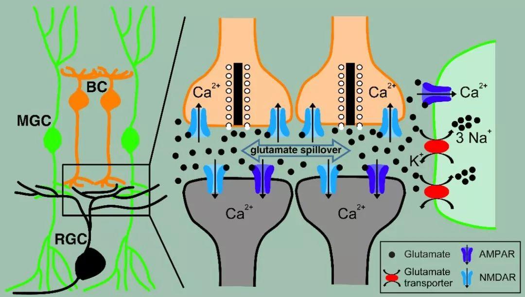 穆勒基金騙局最新動(dòng)態(tài)揭秘，真相揭秘與風(fēng)險(xiǎn)警示