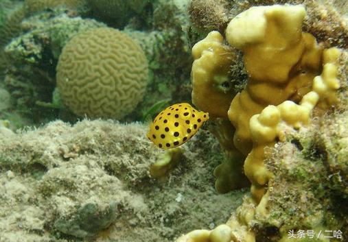 盒子魚官方下載最新版，科技引領生活，智能新紀元開啟之門