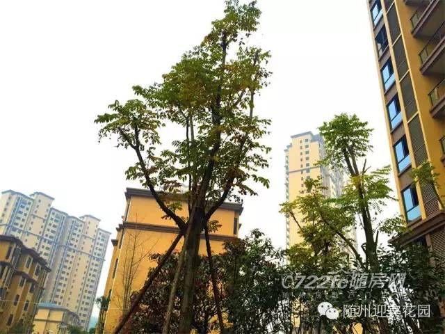 隨州迎賓花園最新動(dòng)態(tài)，自然美景探索之旅，尋找內(nèi)心平和與喜悅的居所