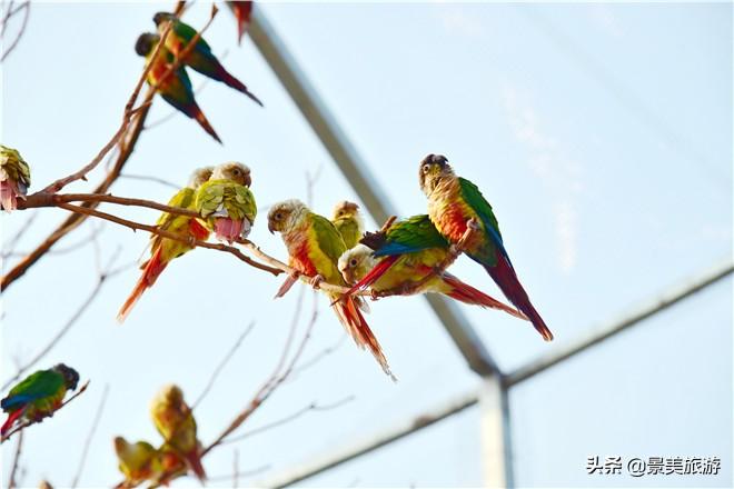鸚鵡曬月新篇章，與自然美景的浪漫遨游之旅