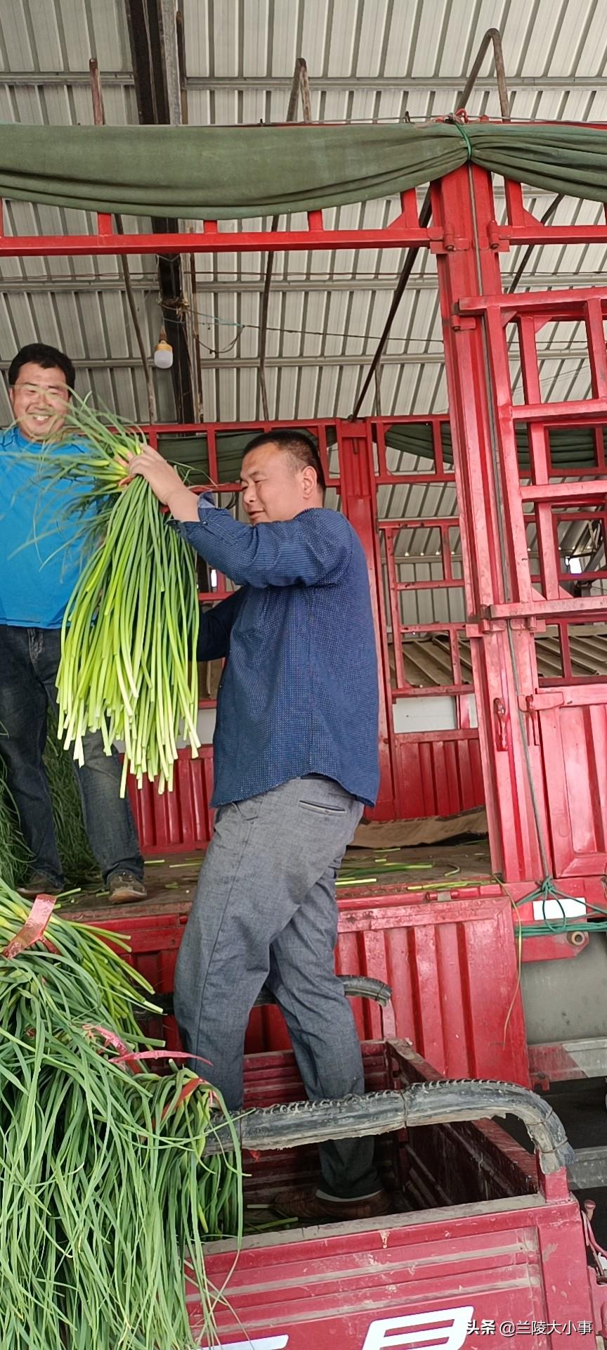 蒼山蒜苔最新出庫價格及市場走勢與影響因素分析概覽