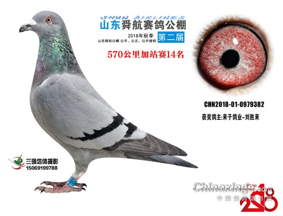 文德賽鴿公棚最新公告,一段溫馨的鴿子傳說