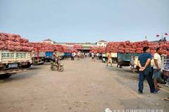 金鄉(xiāng)大蒜最新行情展望與旅行邂逅的自然美景體驗之旅