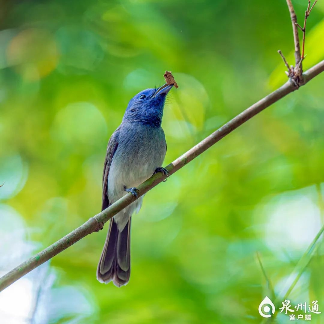 鳥最新動態,與自然美景的邂逅,尋求內心的平和寧靜之旅