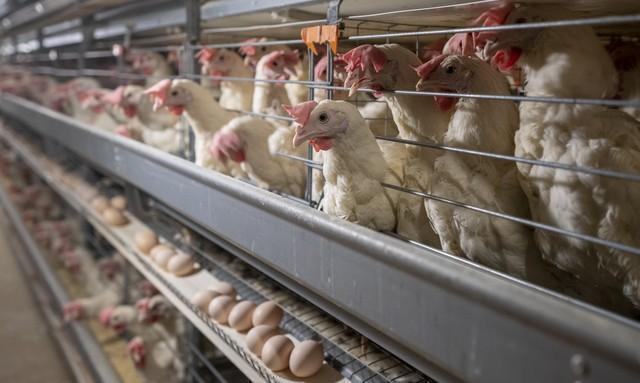 淘雞最新動態,禽類養殖新趨勢與科技進展探索