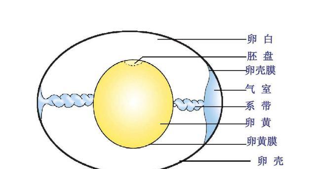 最新卵蛋圖解大解析,小紅書推薦,一站式了解卵蛋知識