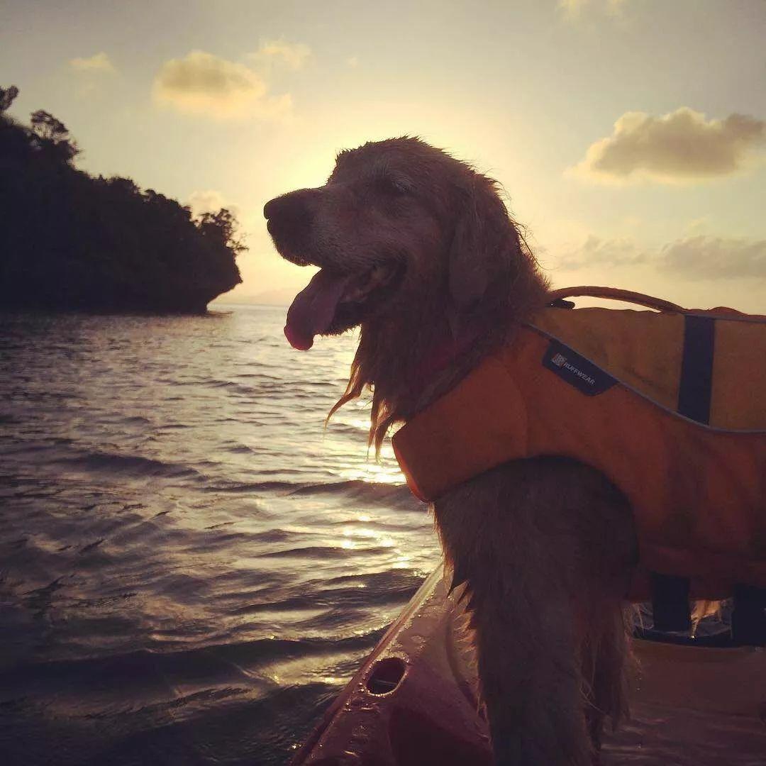 老年題材電影的觀看與享受指南，最新電影推薦與詳細(xì)步驟解析