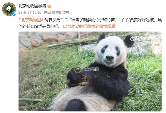 丫丫最新圖，時(shí)尚潮流與藝術(shù)魅力的交融探索