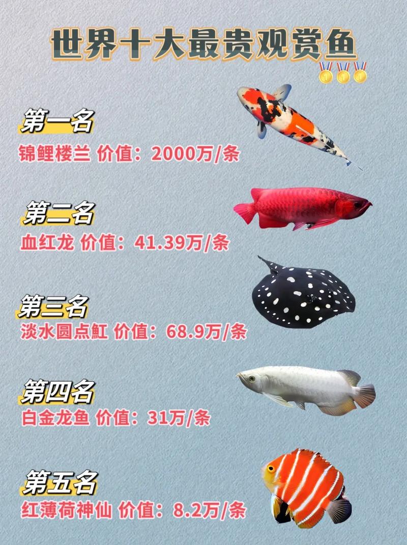 時代背景下的水族盛事,最新魚缸排名一覽