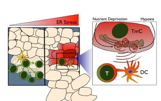 癌癥最新動態(tài)揭秘，小巷深處的抗癌秘密花園