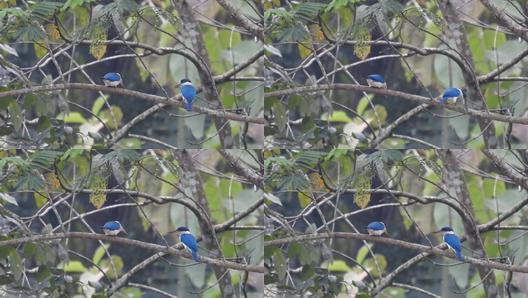 最新鳥類視頻大放送，領略飛翔之美的精彩瞬間！