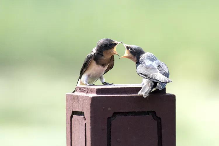 最新捕魚群，娛樂方式還是道德倫理的挑戰(zhàn)？