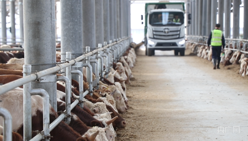 探索養牛樂園，最新養殖牛舍揭秘與小巷隱秘瑰寶