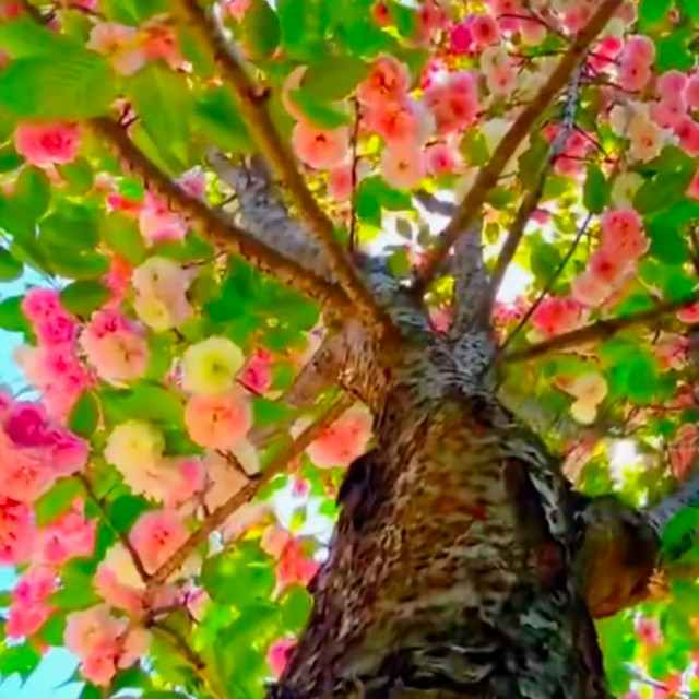 花樹最新歌曲，音樂之花綻放時代魅力