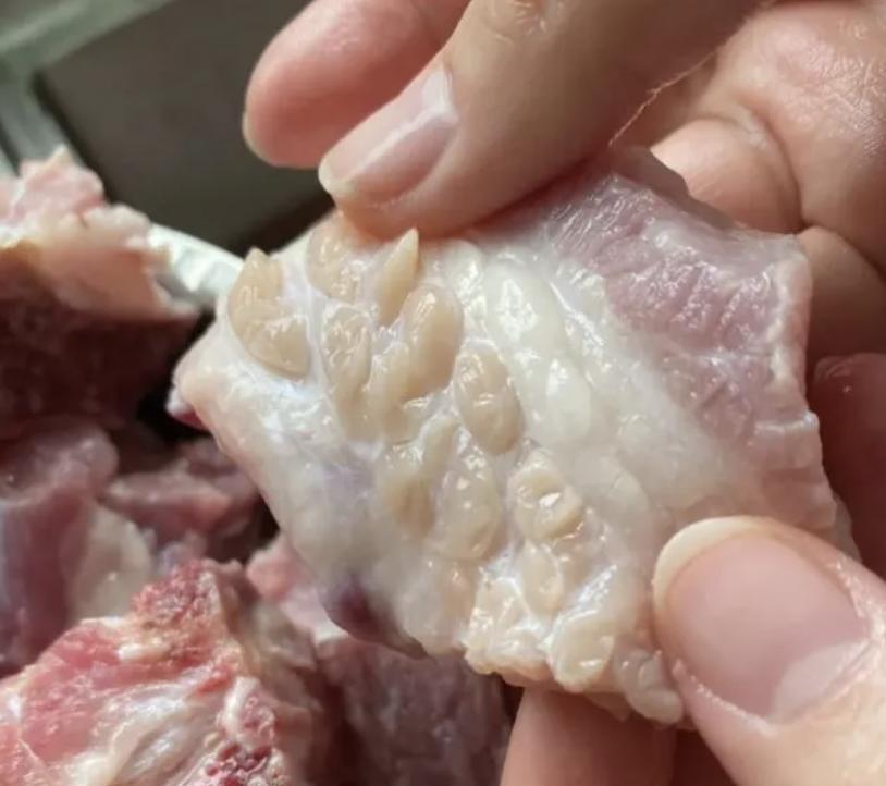 豬最新疾病，理解與應對之道