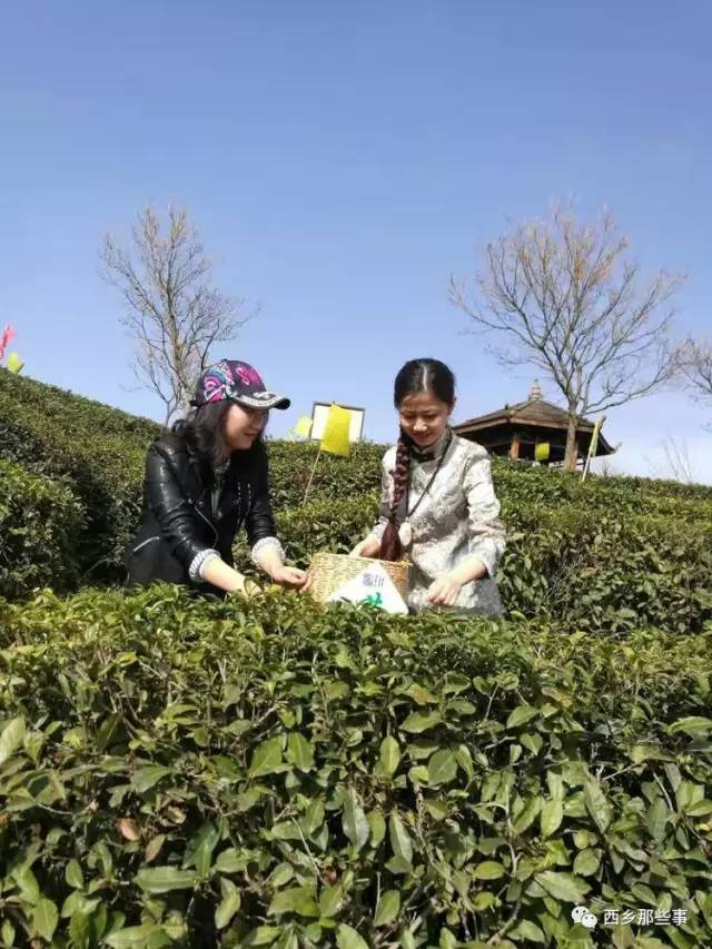 白楊精神的時代標桿，永恒的精神象征，最新人物揭秘