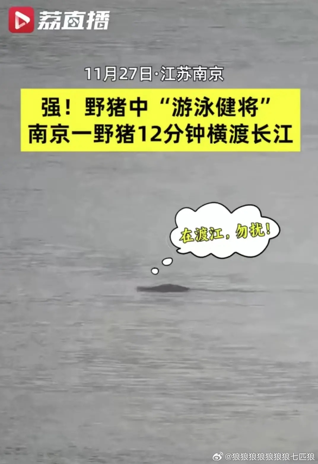 野豬最新棲息地,生態(tài)現(xiàn)象的多維觀察