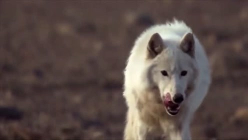 狼群娛樂最新,自然美景的輕松探索之旅