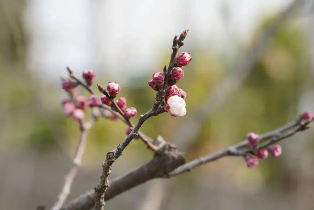 最新測桃花之旅，探尋自然美景的心靈之旅