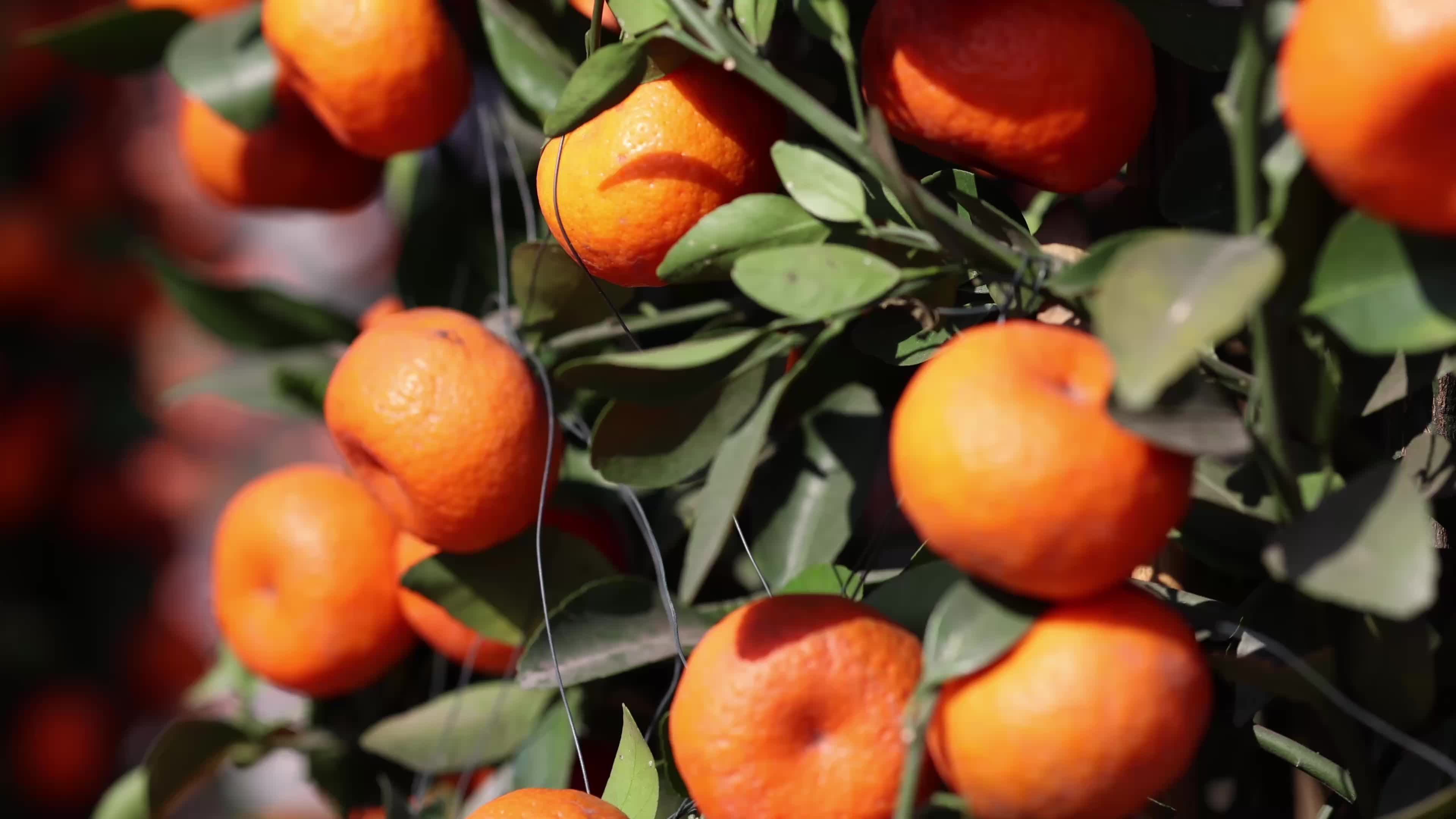 探索小巷深處的特色小店，最新桔子視頻帶你領(lǐng)略味蕾奇跡