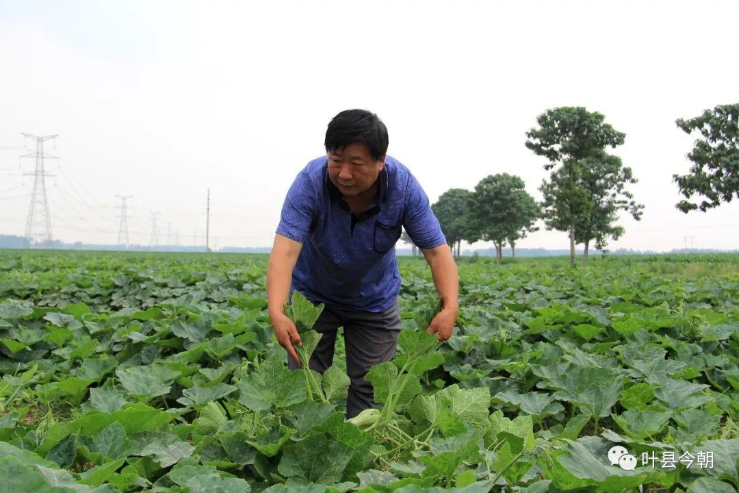 小巷深處的味覺奇遇，最新倭瓜價格揭秘