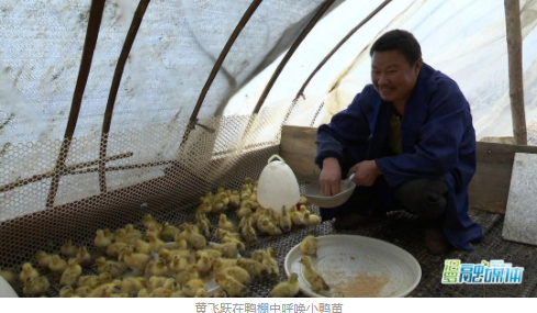 鴨苗最新動(dòng)態(tài)與行業(yè)趨勢(shì)概述，洞悉發(fā)展，掌握未來(lái)