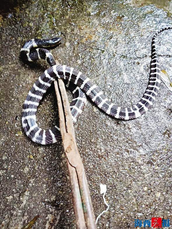 最新蛇事件應(yīng)對(duì)指南，應(yīng)對(duì)技能學(xué)習(xí)與步驟詳解