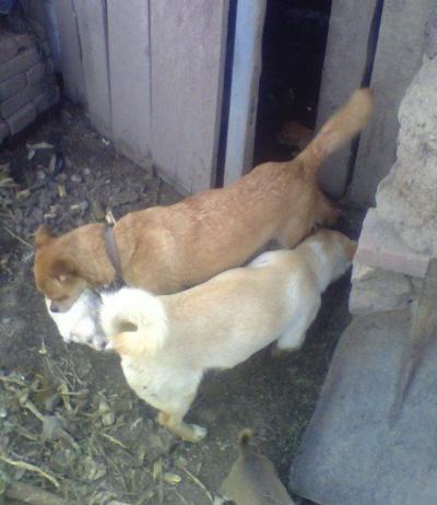 當代人與寵物狗老公的特殊情感紐帶，獨特的紐帶與陪伴之道