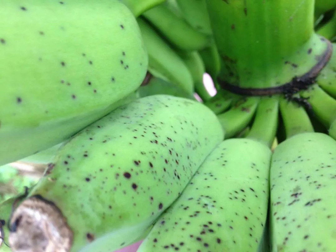 最新香蕉病毒,農(nóng)業(yè)威脅的多維透視