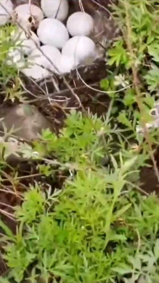 鴨子窩最新動(dòng)態(tài)，學(xué)習(xí)變化與自信成就感的源泉