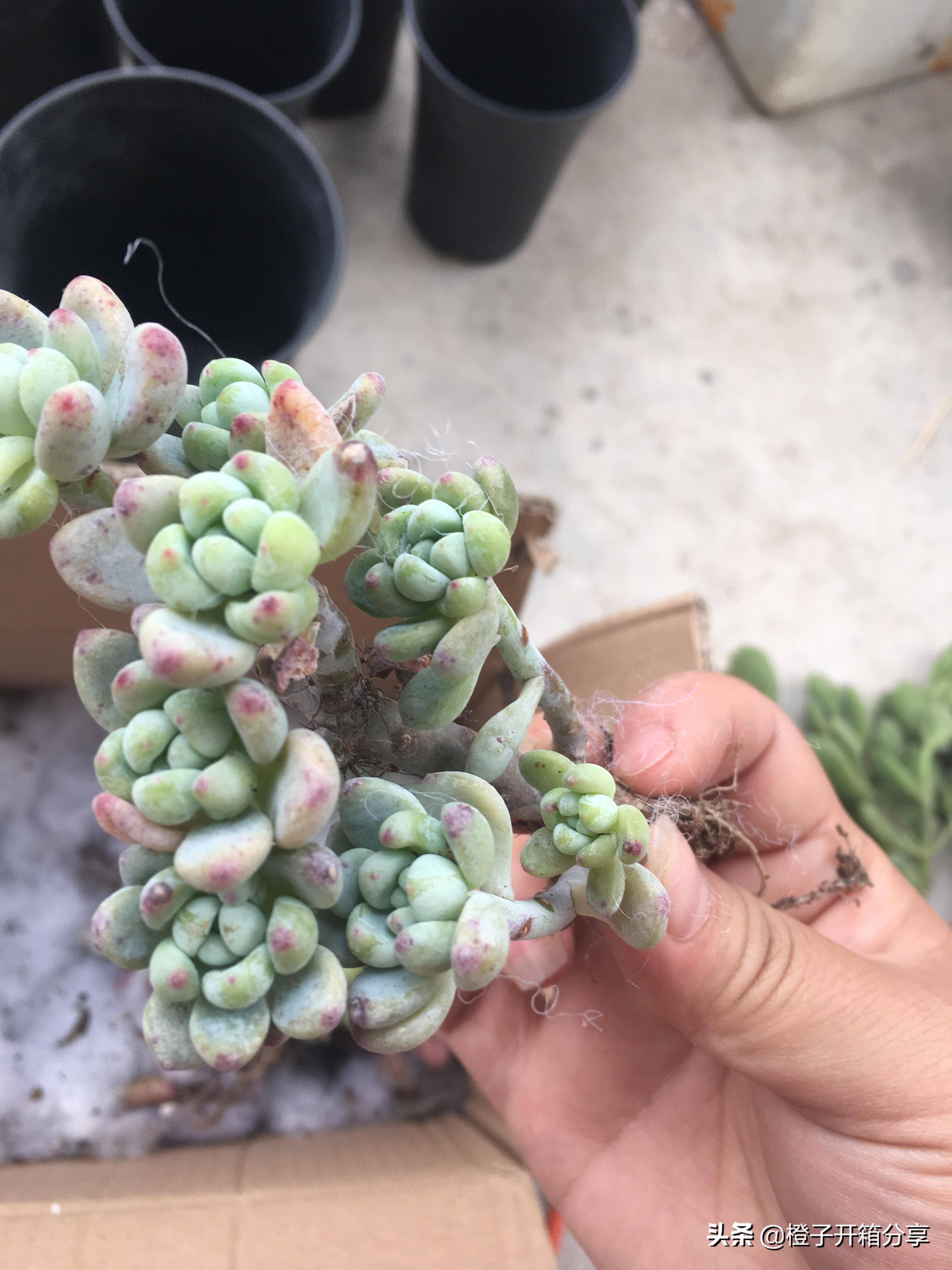 老橙子最新，革新典范的高科技產(chǎn)品，引領(lǐng)未來生活新潮流的領(lǐng)導(dǎo)者