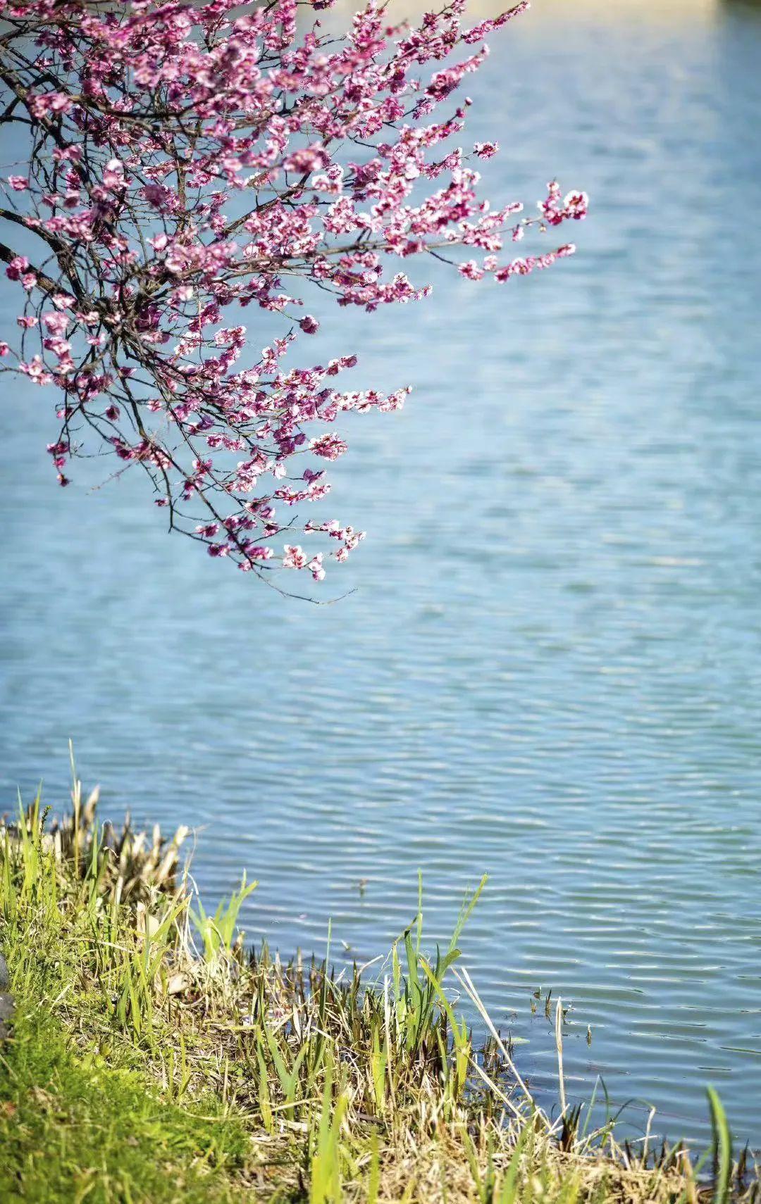 黃河鯤鵬最新動態，鯤鵬展翅，友情飛翔