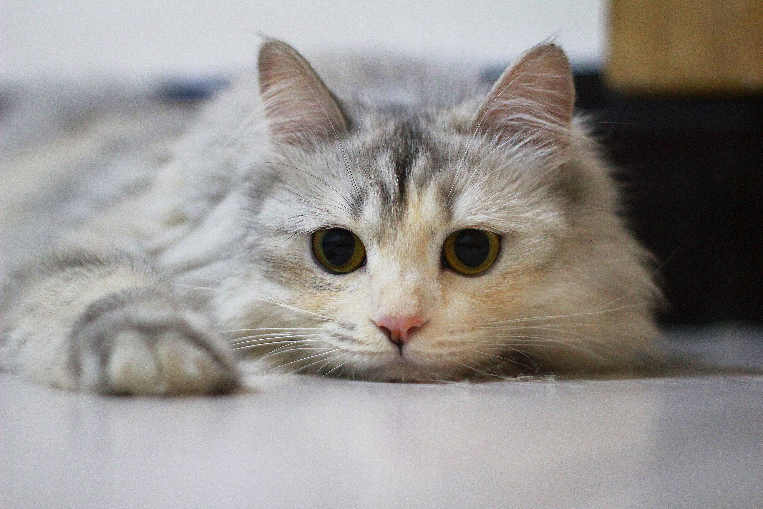 萌寵零距離互動,貓咪視頻最新版破解分享在小紅書