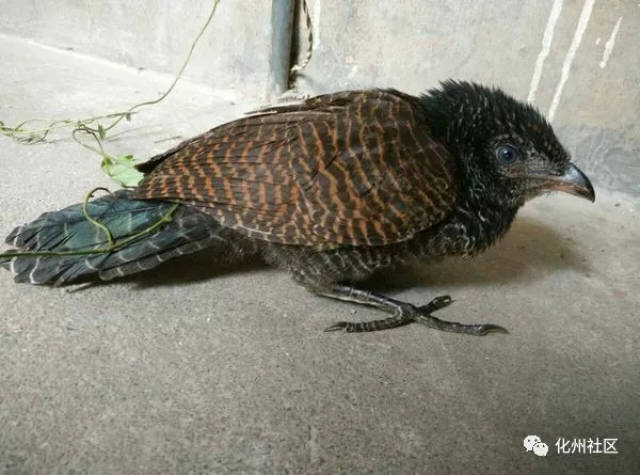 毛雞最新動態報道??