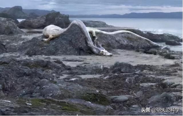 貴州龍叫事件揭秘，力量變遷與自信成就感的啟示