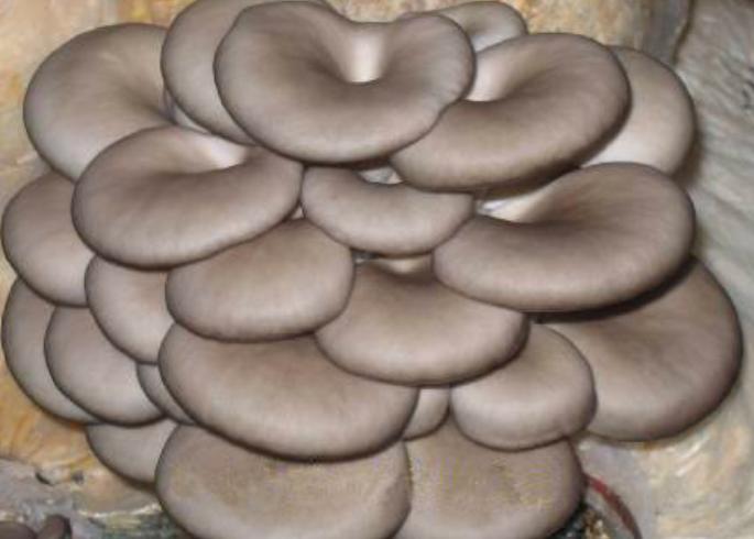 今日棉籽價格行情及友情插曲