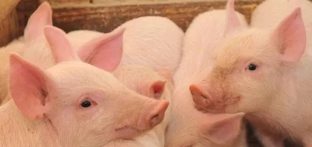 今日小豬價格走勢分析,最新價格與市場多元觀點解析