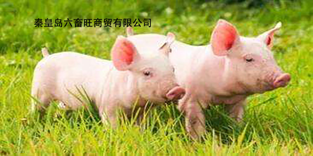 今日小豬價格走勢分析,最新價格與市場多元觀點解析