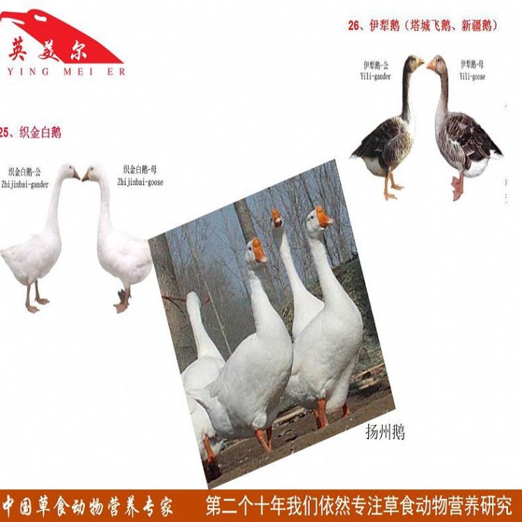 蒙鵝最新動態，自然美景探索之旅的心靈寧靜之旅