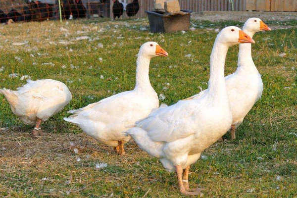 蒙鵝最新動態,自然美景探索之旅的心靈寧靜之旅