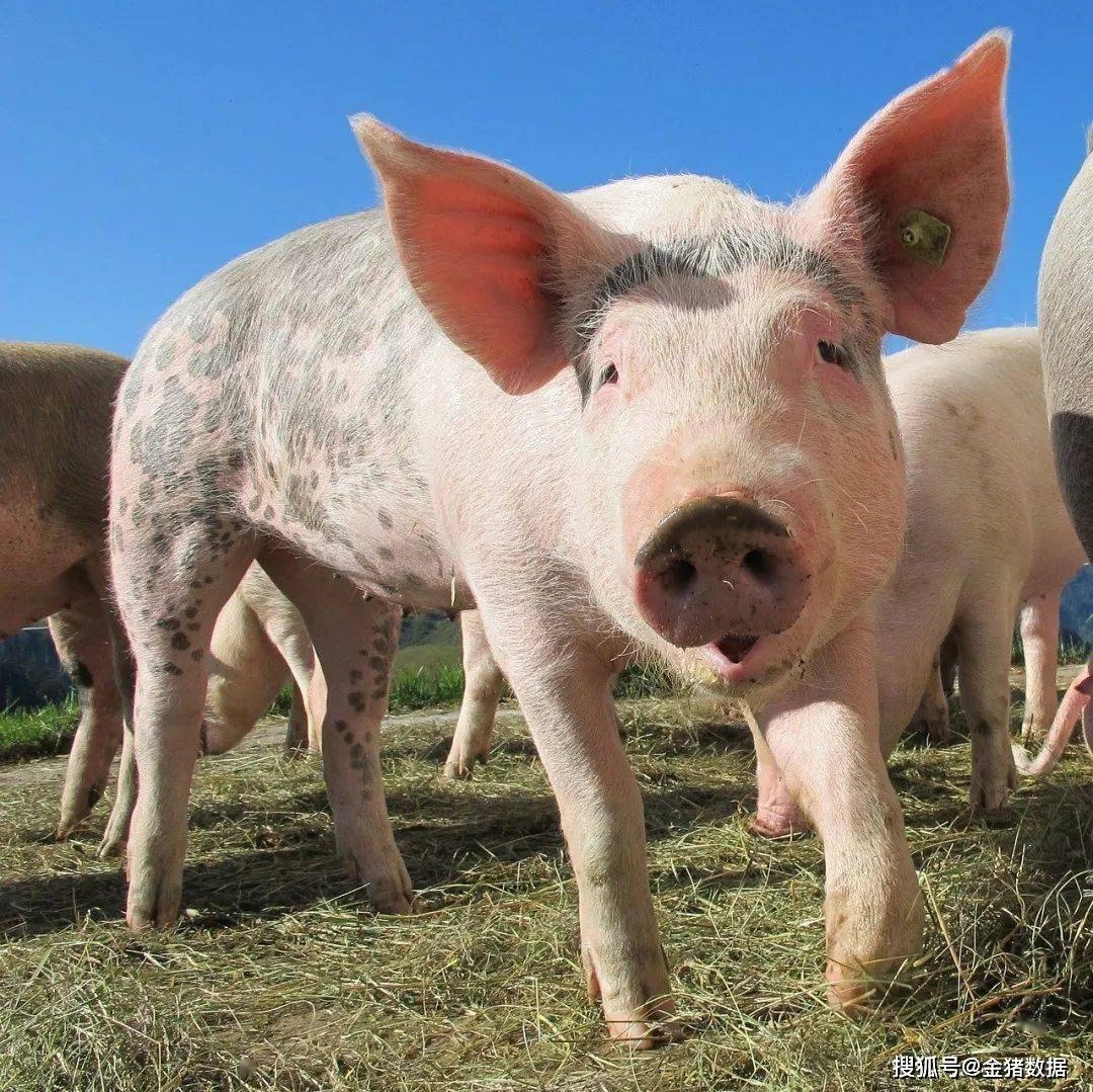 林蛙最新政策詳解,背景、進展及其影響全面解析