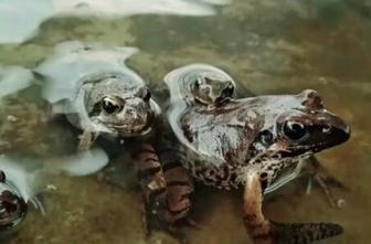 林蛙最新政策詳解,背景、進展及其影響全面解析